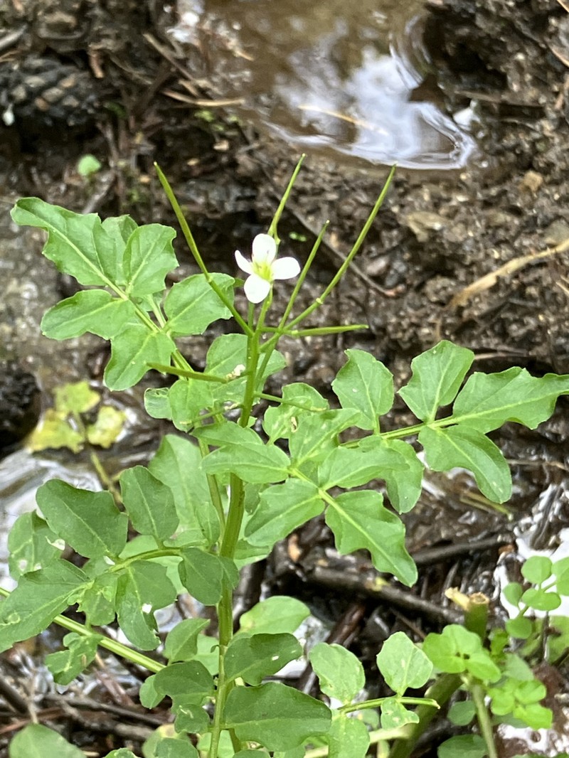 Cardamine amara subsp. pyrenaea photo 3