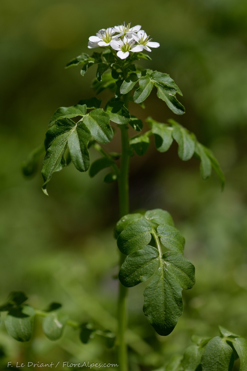 Cardamine amara subsp. pyrenaea photo 4