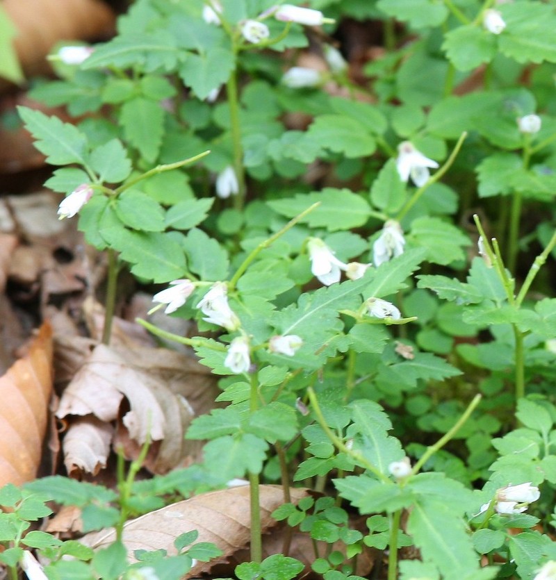 Cardamine anemonoides photo 2