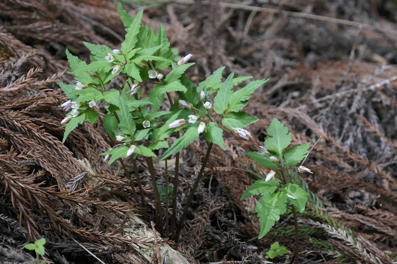 Cardamine anemonoides photo 3