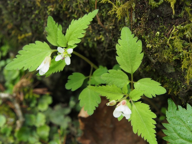 Cardamine anemonoides photo 4