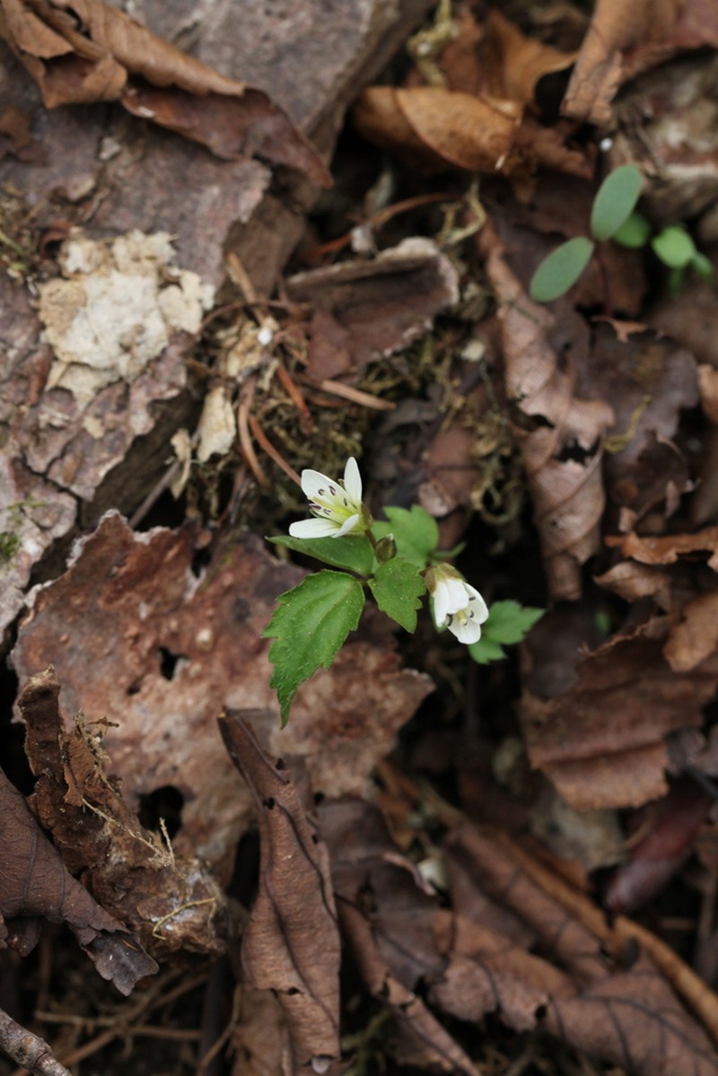 Cardamine anemonoides photo 5