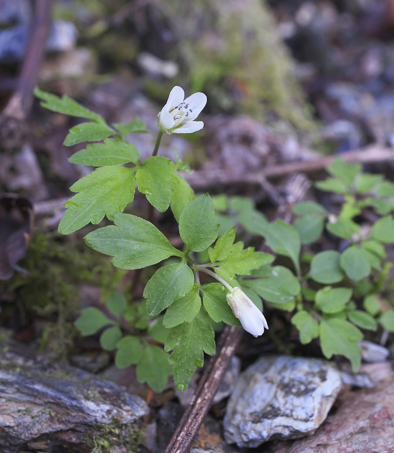 Cardamine anemonoides photo 6