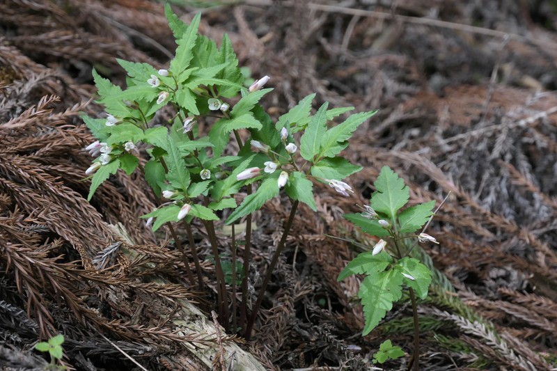 Cardamine anemonoides photo 7