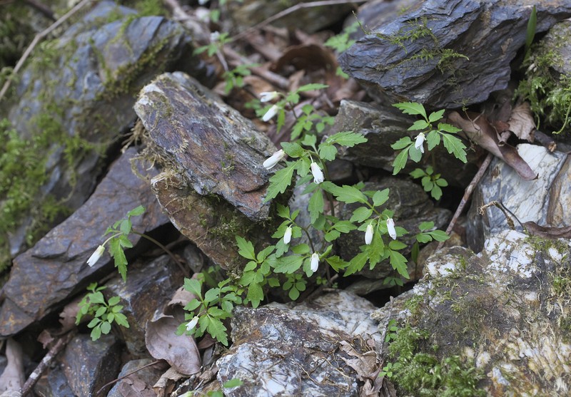 Cardamine anemonoides photo 8