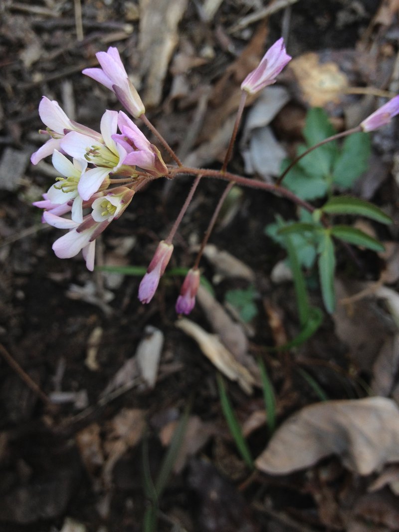 Slender Toothwort
