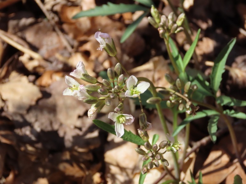 Slender Toothwort photo 3