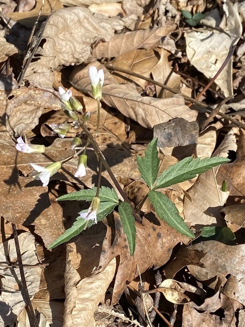 Slender Toothwort photo 4