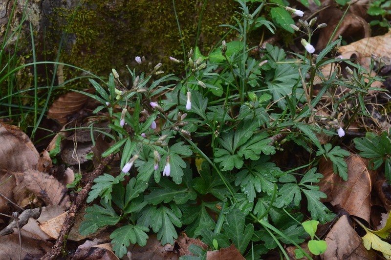 Slender Toothwort photo 5