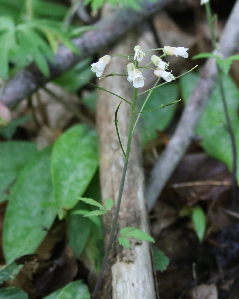 Slender Toothwort photo 6