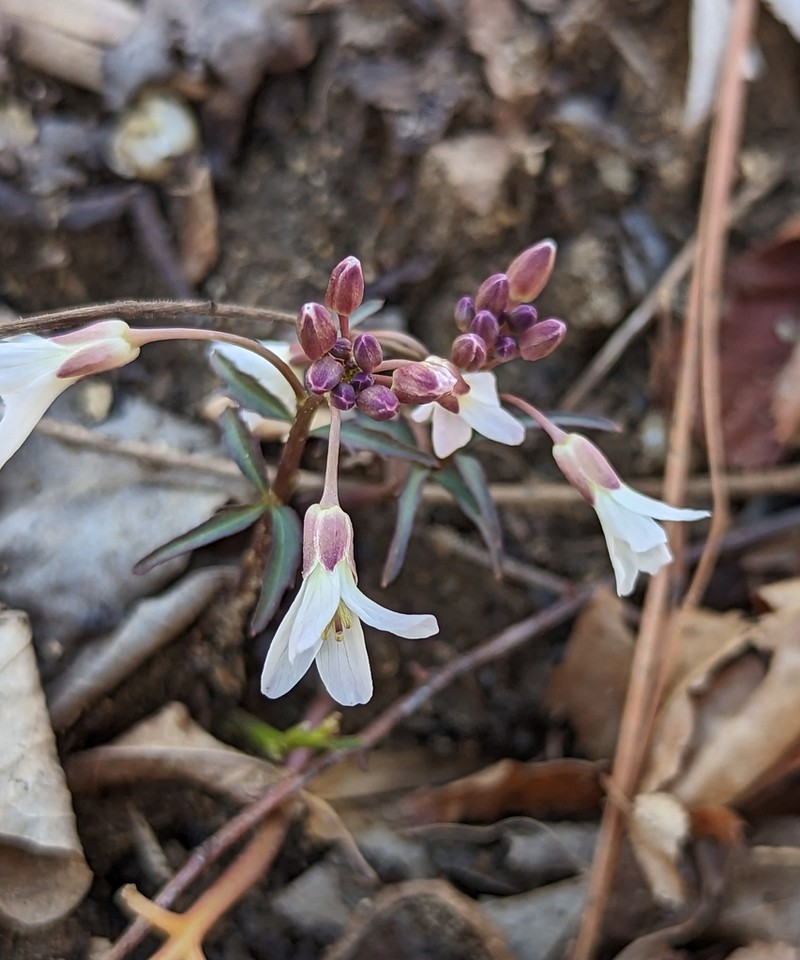 Slender Toothwort photo 7
