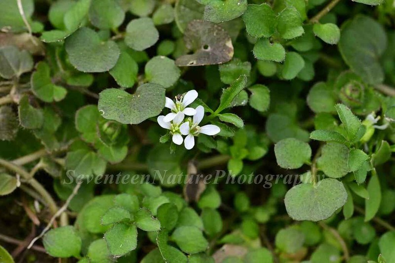 Cardamine anhuiensis