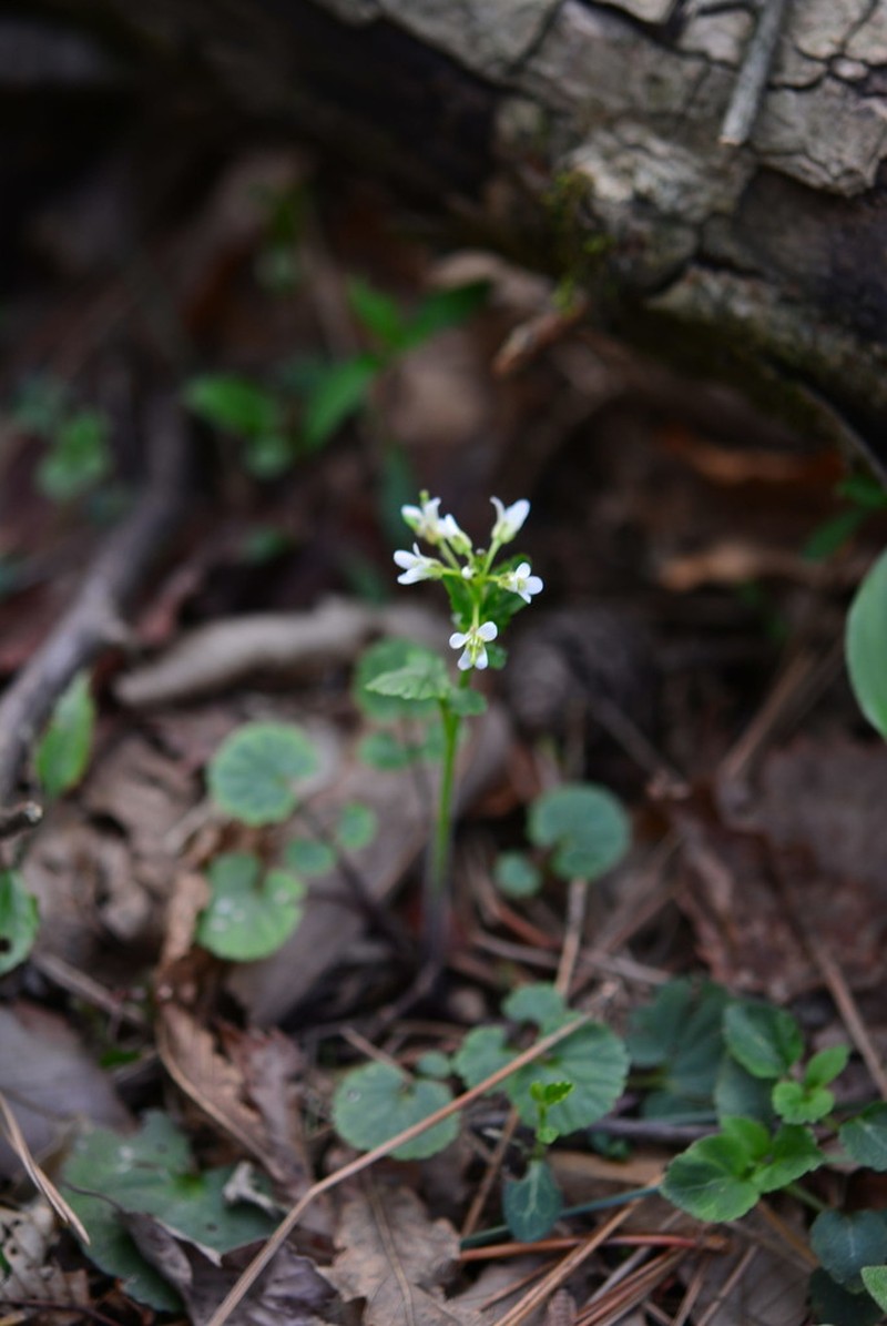Cardamine anhuiensis photo 2