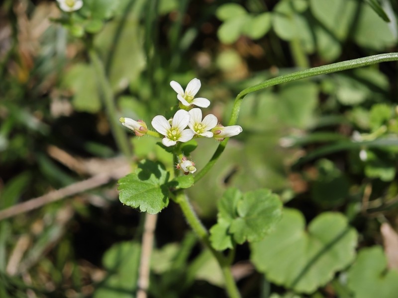 Cardamine anhuiensis photo 3