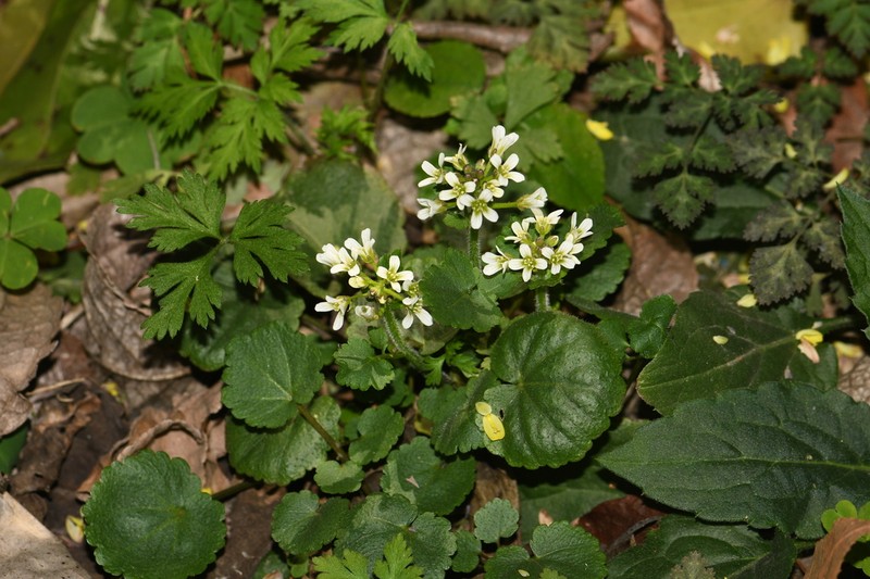 Cardamine anhuiensis photo 4