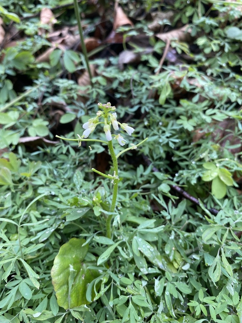 Cardamine anhuiensis photo 5