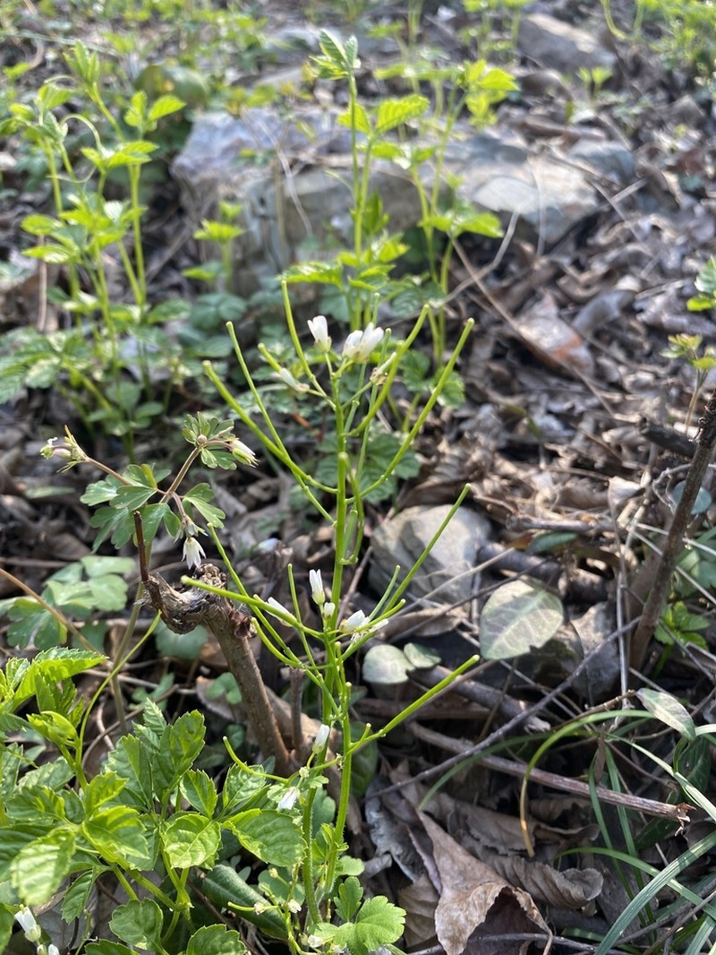 Cardamine anhuiensis photo 6