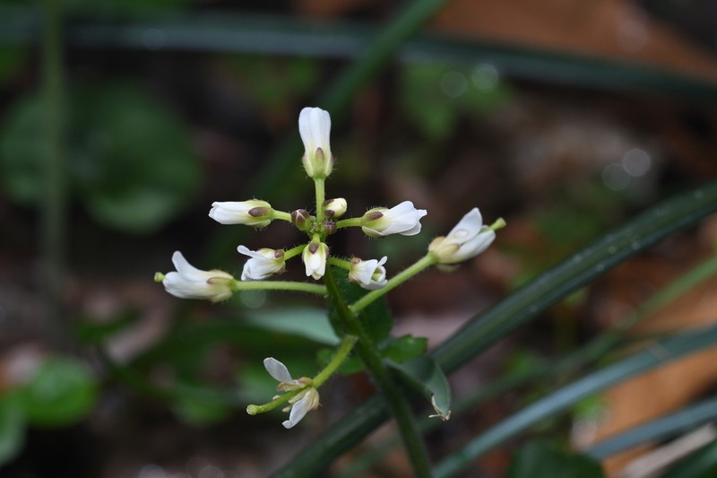 Cardamine anhuiensis photo 7