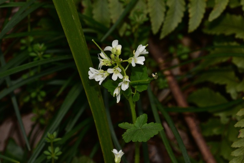 Cardamine anhuiensis photo 8