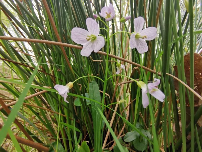 Cardamine apennina