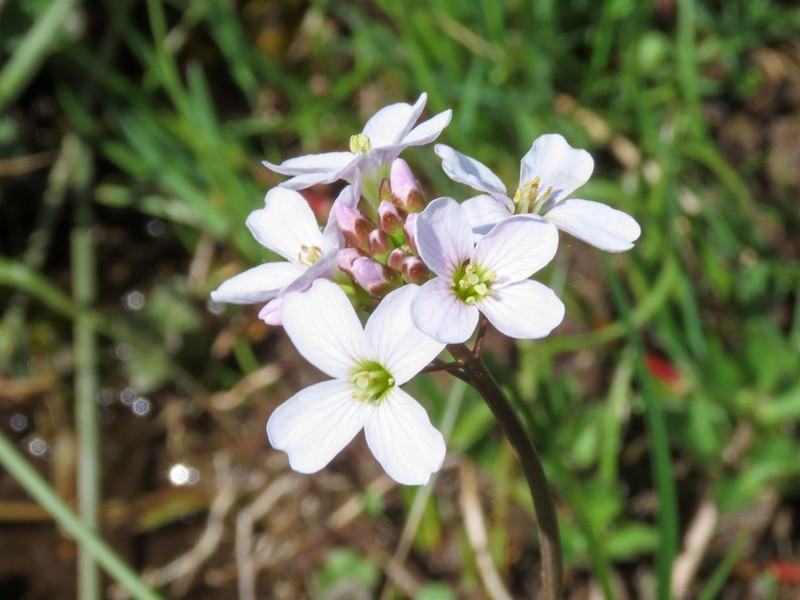 Cardamine apennina photo 2