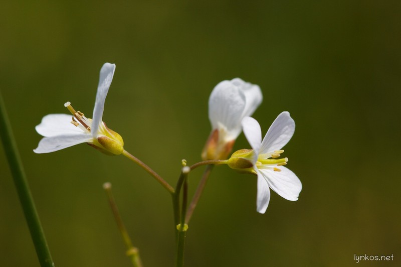 Cardamine apennina photo 4