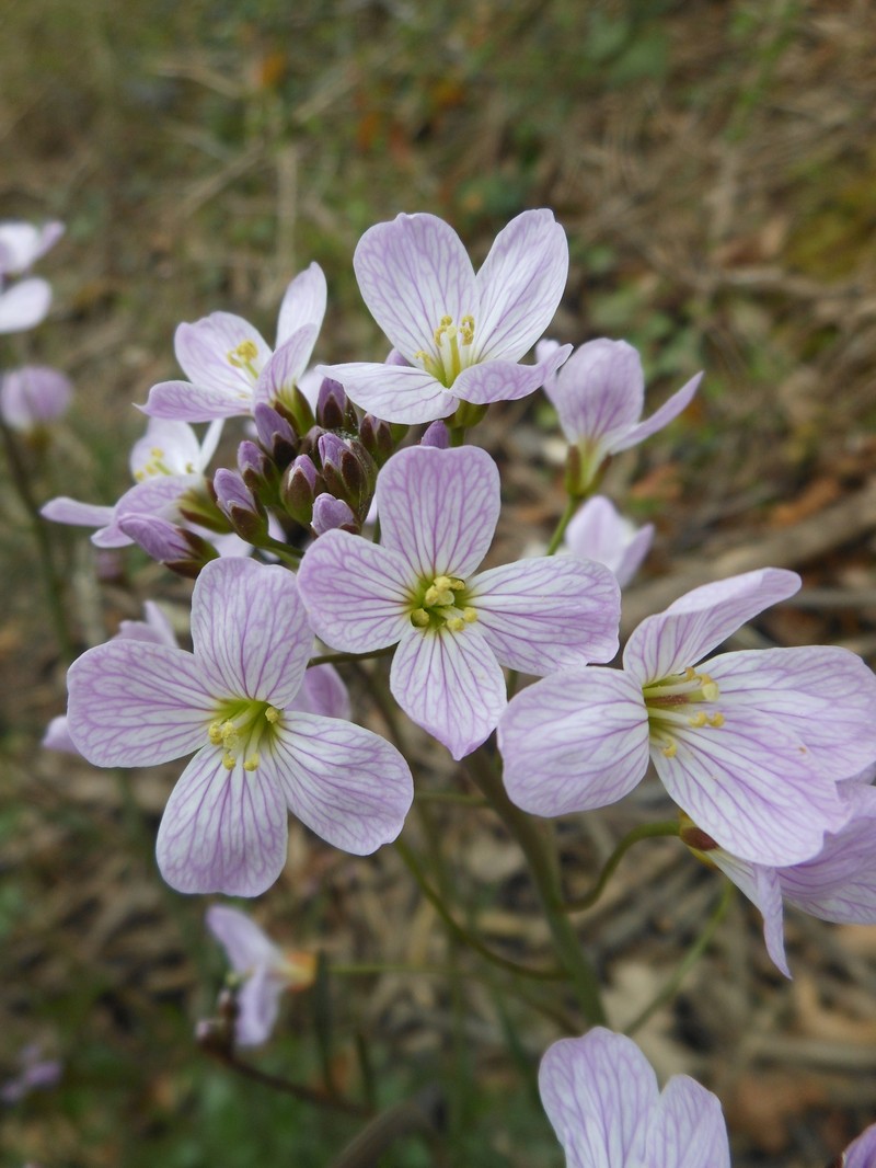 Cardamine apennina photo 5