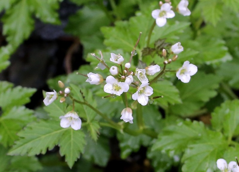 Cardamine appendiculata photo 2