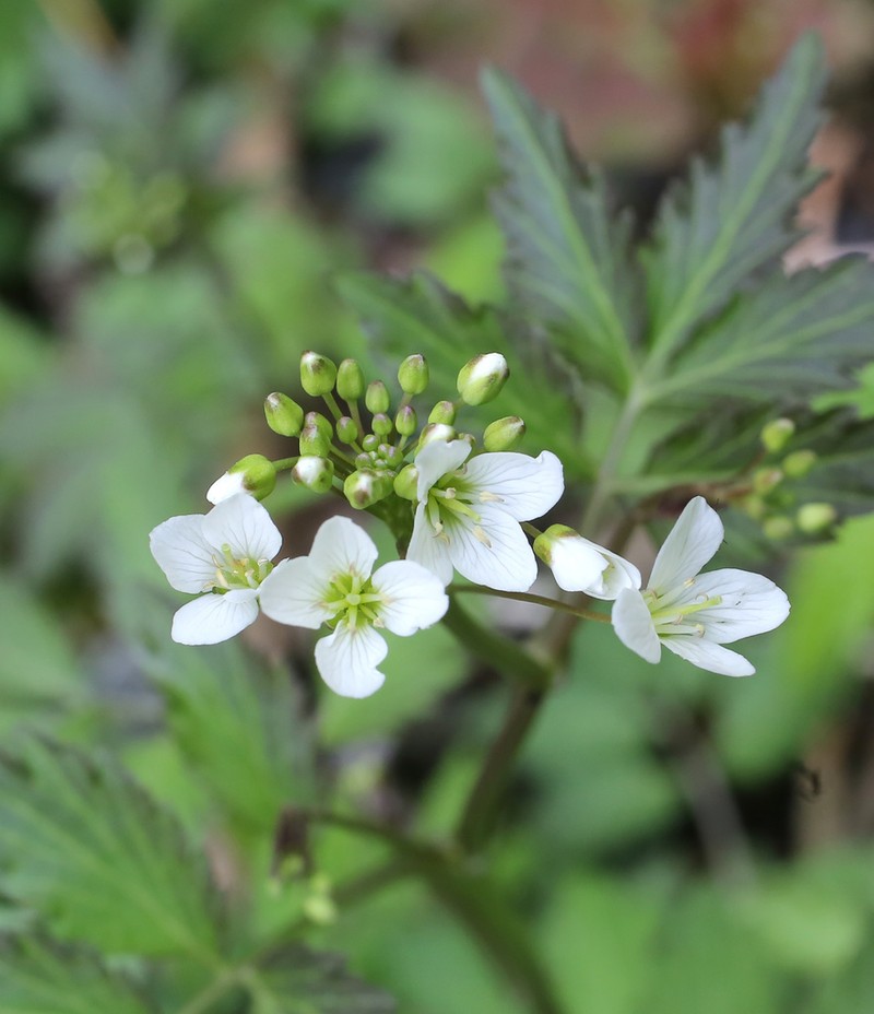 Cardamine appendiculata photo 3