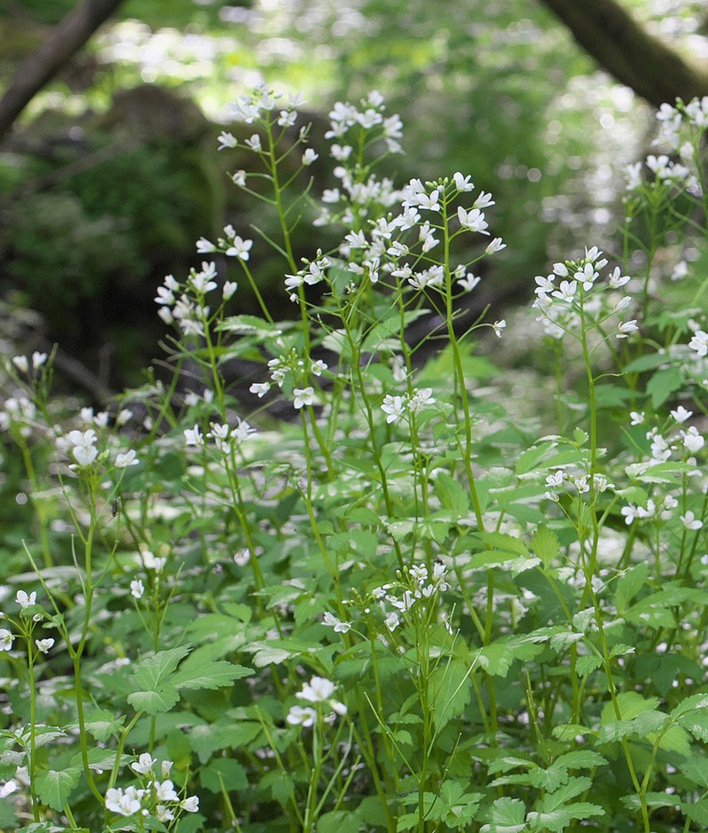 Cardamine appendiculata photo 4
