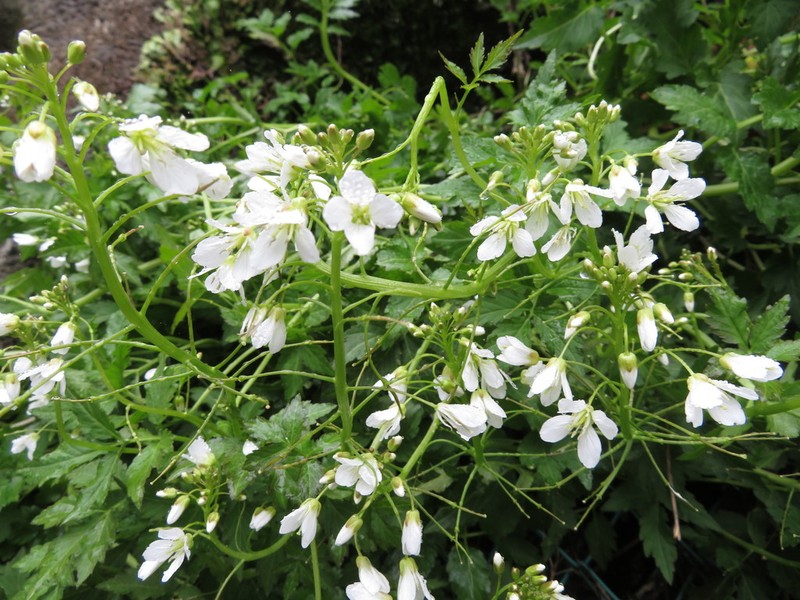 Cardamine appendiculata photo 5