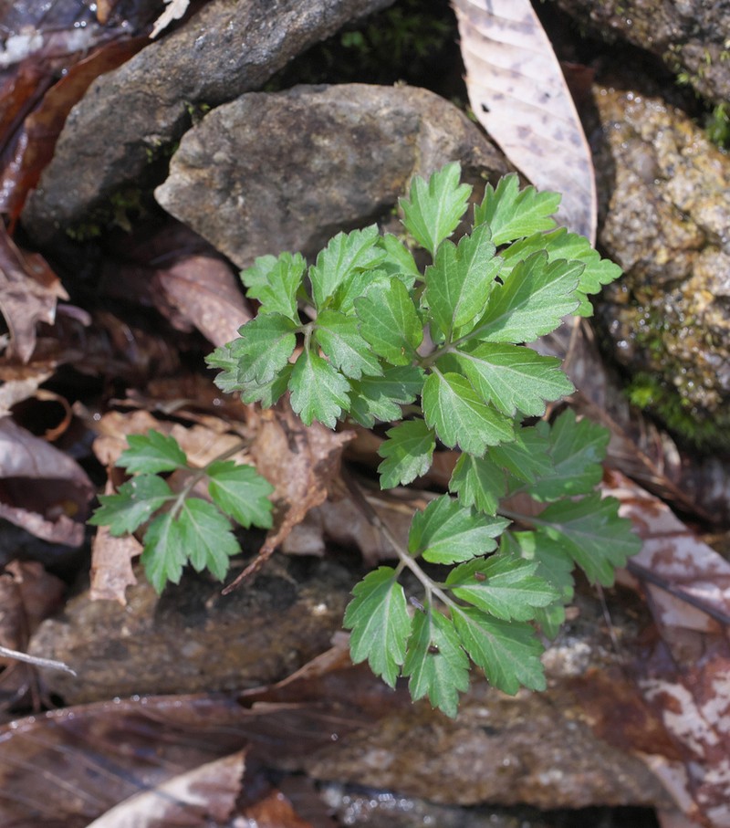 Cardamine appendiculata photo 6