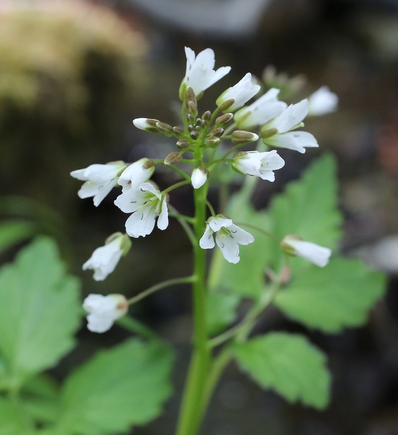 Cardamine appendiculata photo 7