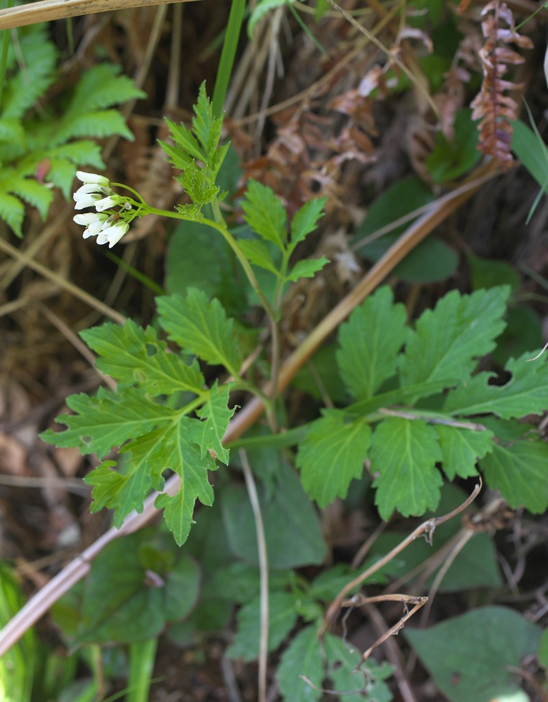 Cardamine appendiculata photo 8