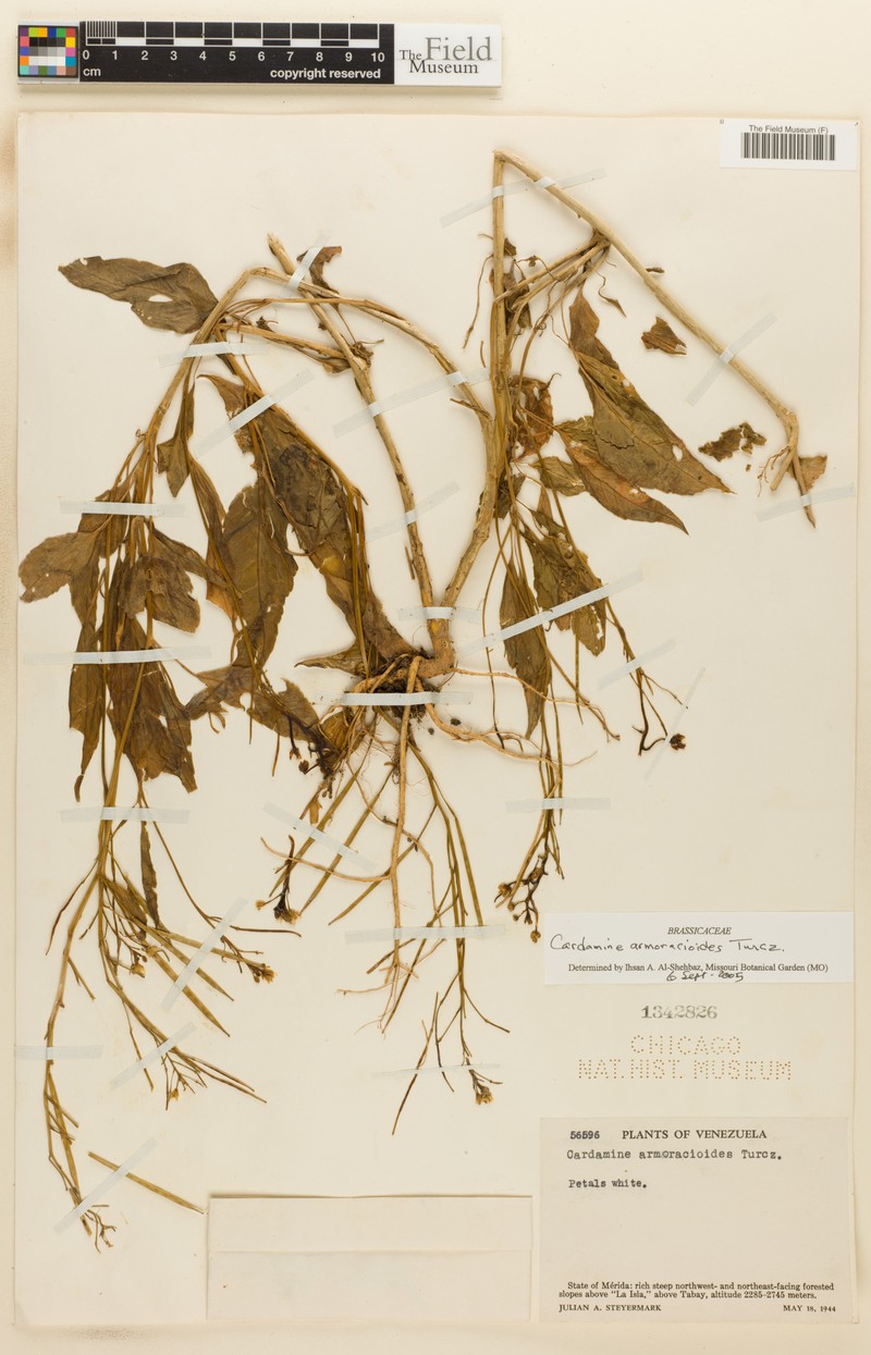 Cardamine armoracioides