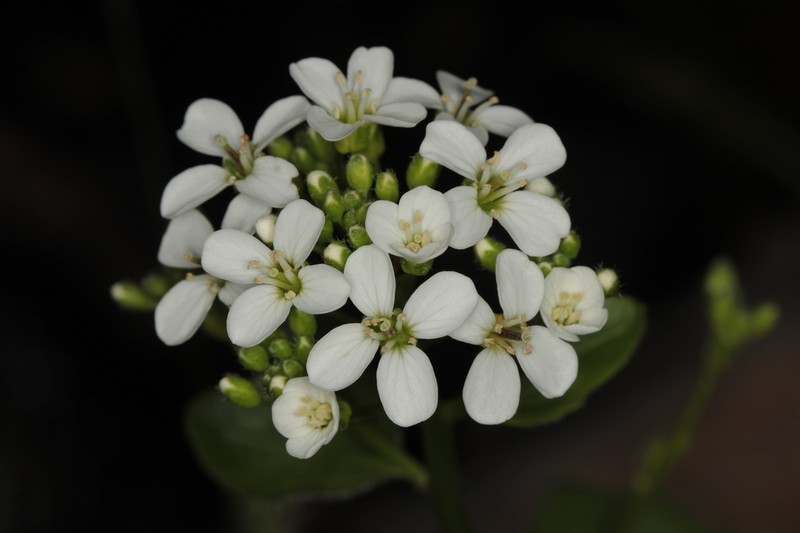 Cardamine asarifolia