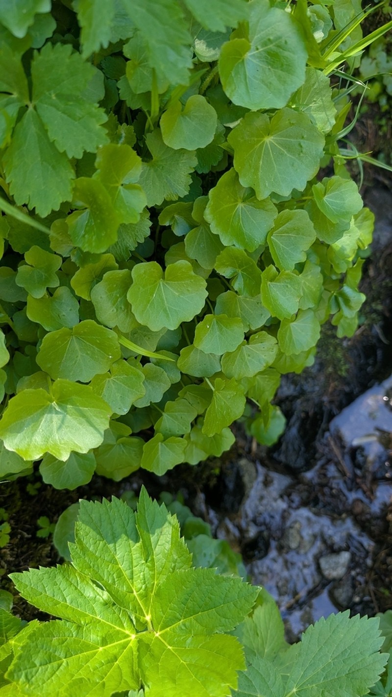 Cardamine asarifolia photo 2