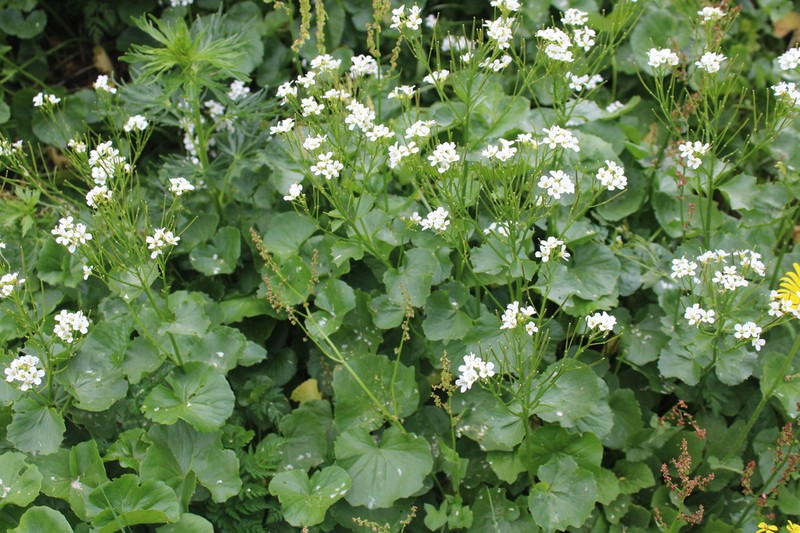Cardamine asarifolia photo 3