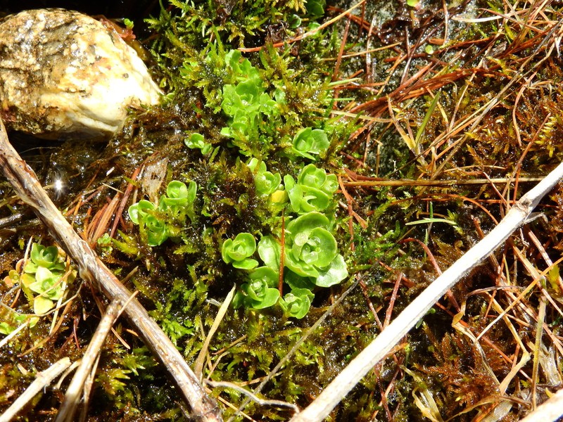Cardamine asarifolia photo 4
