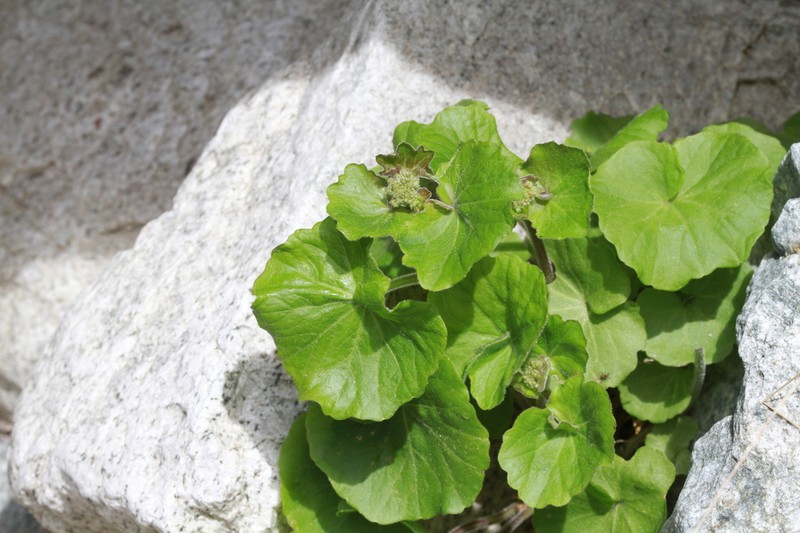 Cardamine asarifolia photo 5