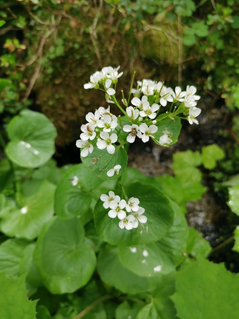 Cardamine asarifolia photo 6