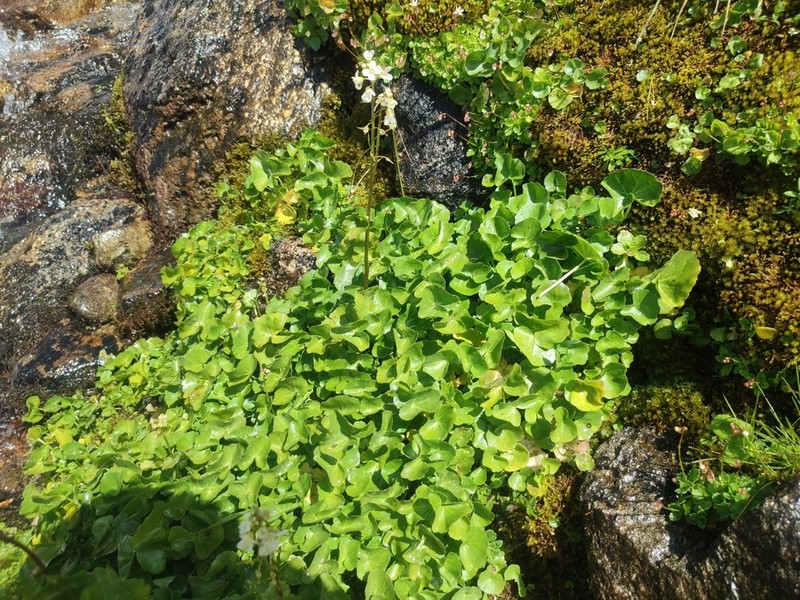 Cardamine asarifolia photo 7