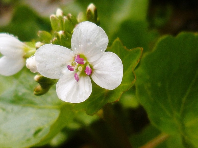 Cardamine asarifolia photo 8