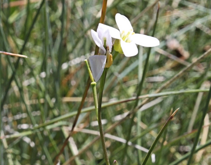 Cardamine astoniae