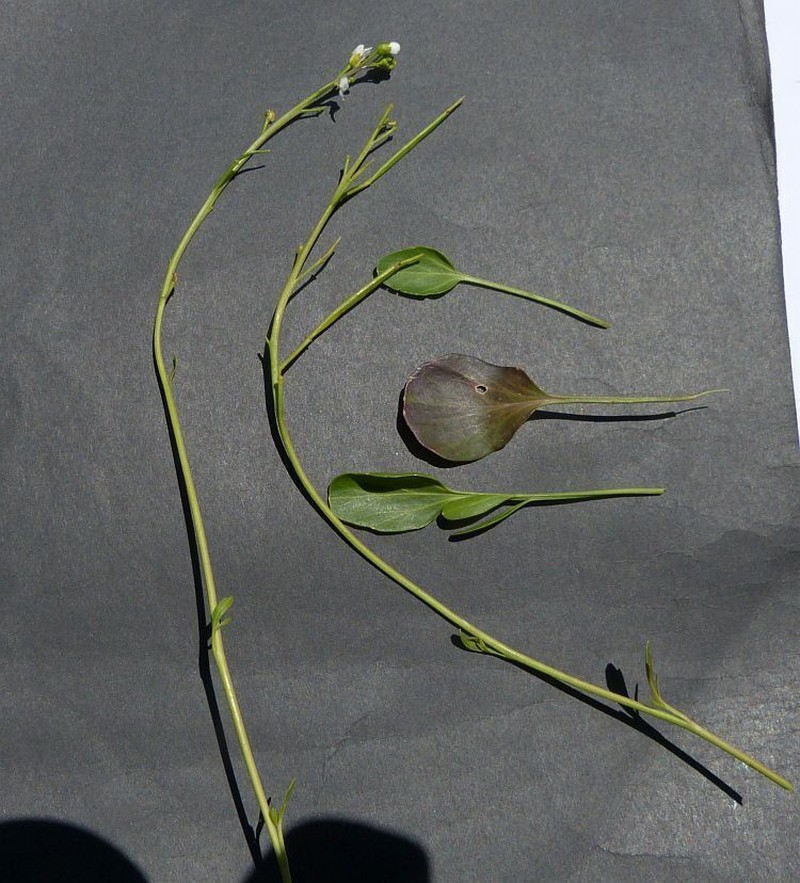 Cardamine astoniae photo 2