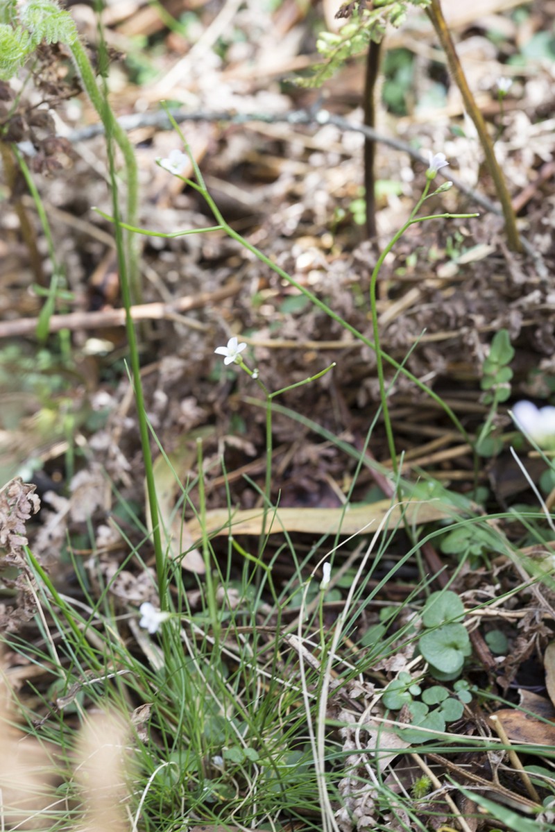 Cardamine astoniae photo 3