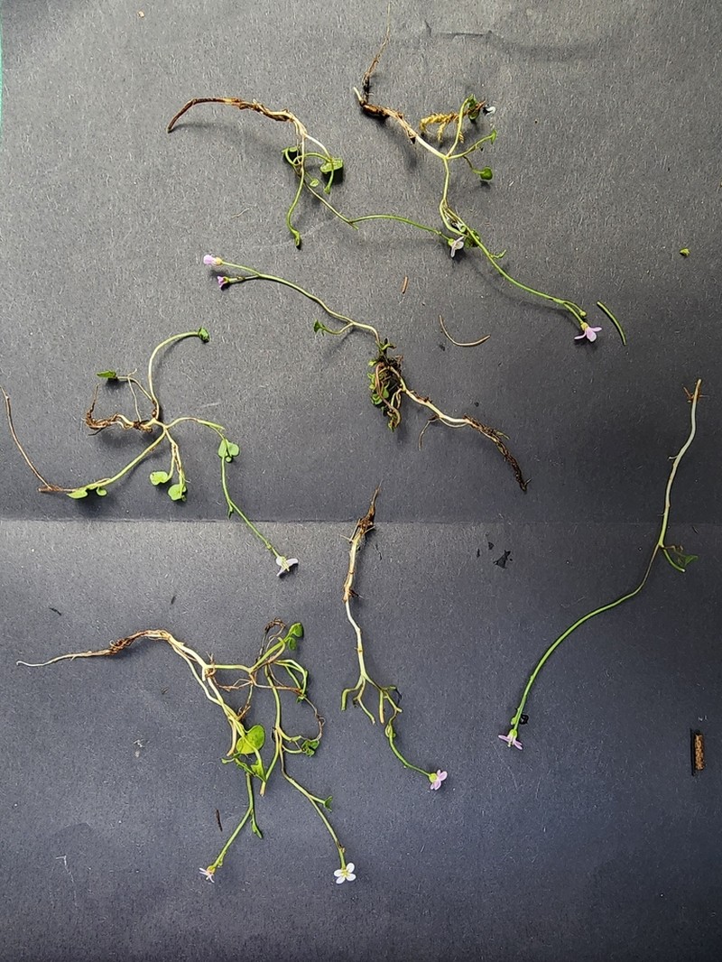 Cardamine astoniae photo 4