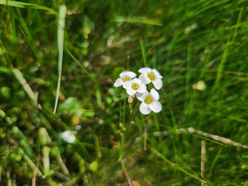 Cardamine astoniae photo 5