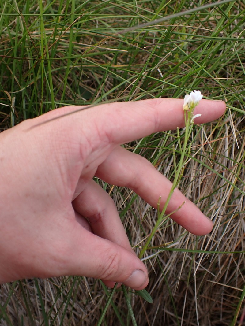 Cardamine astoniae photo 6