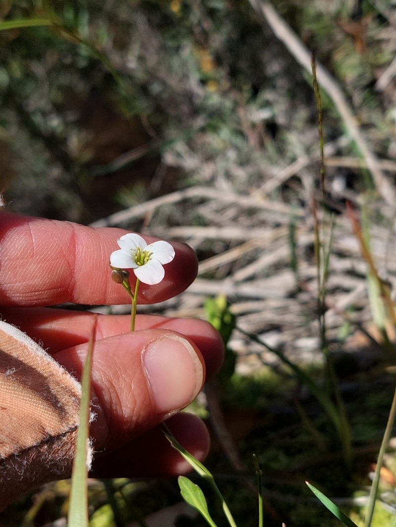 Cardamine astoniae photo 7